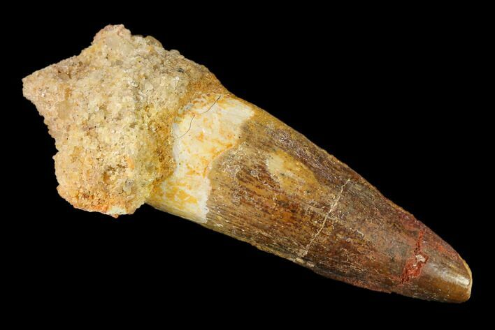 1.59" Spinosaurus Tooth - Real Dinosaur Tooth